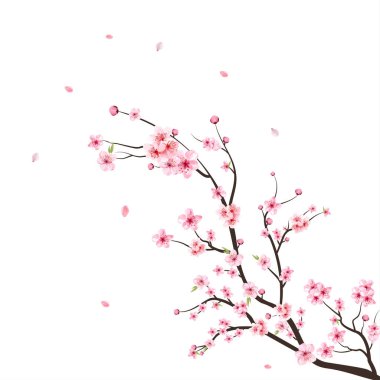Suluboya kiraz çiçeği vektörü. Beyaz arka planda Sakura. Kirazlı suluboya tomurcuk. Sakura çiçekli kiraz çiçeği dalı. Çiçek açan kiraz çiçeği taşıyıcısı. Pembe sakura çiçeği arkaplanı.