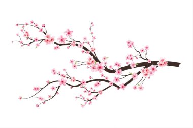 Sakura çiçekli kiraz çiçeği dalı. Beyaz arka planda Sakura. Kirazlı suluboya tomurcuk. Çiçek açan kiraz çiçeği taşıyıcısı. Pembe sakura çiçeği arkaplanı. Suluboya kiraz çiçeği vektörü.