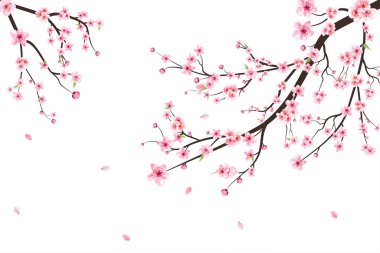 Beyaz arka planda Sakura. Kirazlı suluboya tomurcuk. Çiçek açan kiraz çiçeği taşıyıcısı. Pembe sakura çiçeği arkaplanı. Sakura çiçekli kiraz çiçeği dalı. Suluboya kiraz çiçeği vektörü.