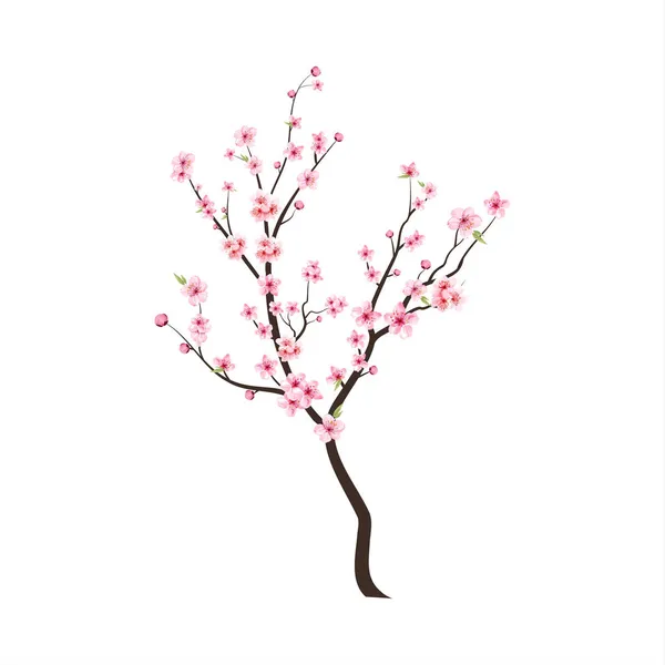 水彩の桜の芽 桜の花と桜の枝 水彩桜のベクトル ピンクの桜の花の背景 桜の花が咲くベクトル 白地の桜 — ストックベクタ