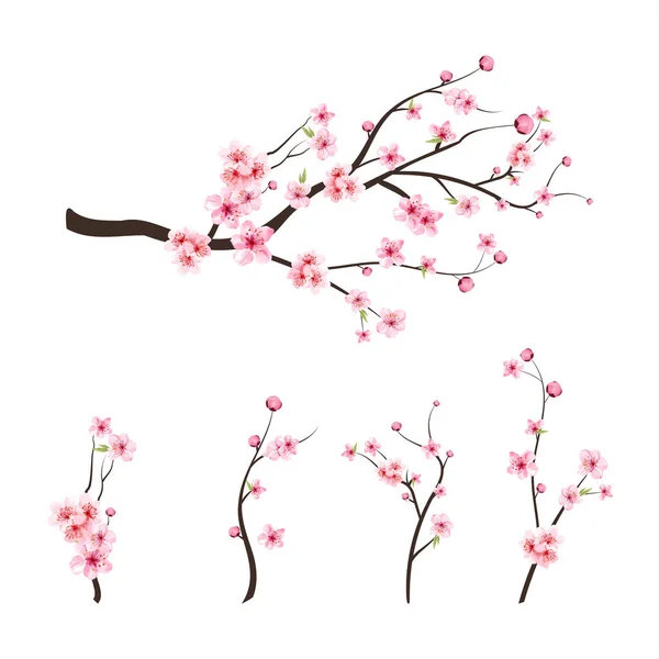 Fondo Flores Sakura Rosa Sakura Sobre Fondo Blanco Brote Cereza — Vector de stock