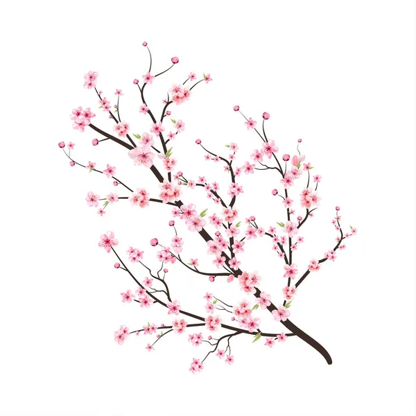 Cherry Blossom Branch Sakura Flower Pink Sakura Flower Background Cherry — Stock Vector