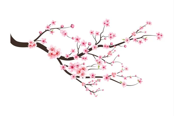 Kirazlı suluboya tomurcuk. Çiçek açan kiraz çiçeği taşıyıcısı. Sakura çiçekli kiraz çiçeği dalı. Beyaz arka planda Sakura. Pembe sakura çiçeği arkaplanı. Suluboya kiraz çiçeği vektörü.