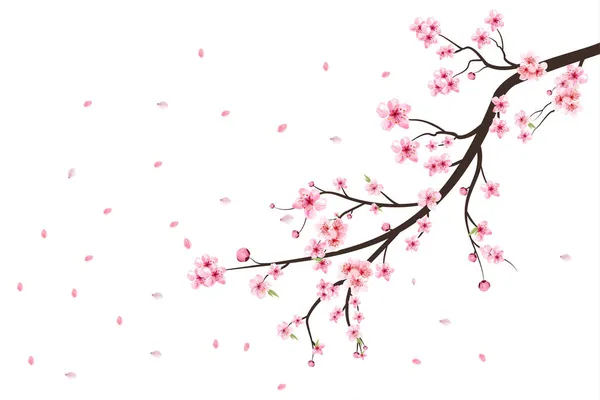 Çiçek açan kiraz çiçeği taşıyıcısı. Pembe sakura çiçeği arkaplanı. Suluboya kiraz çiçeği vektörü. Sakura çiçekli kiraz çiçeği dalı. Beyaz arka planda Sakura. Suluboya kiraz tomurcuğu.