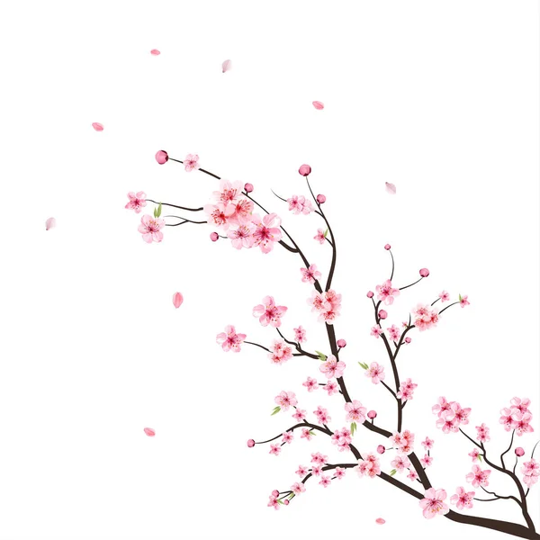 水彩桜のベクトル 白地に桜 水彩の桜の芽 桜の花と桜の枝 桜の花が咲くベクトル ピンクの桜の背景 — ストックベクタ