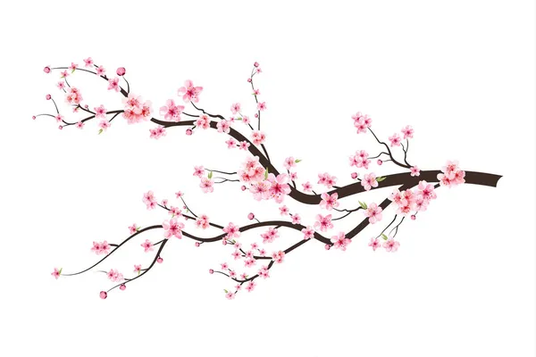 Sakura çiçekli kiraz çiçeği dalı. Beyaz arka planda Sakura. Kirazlı suluboya tomurcuk. Çiçek açan kiraz çiçeği taşıyıcısı. Pembe sakura çiçeği arkaplanı. Suluboya kiraz çiçeği vektörü.