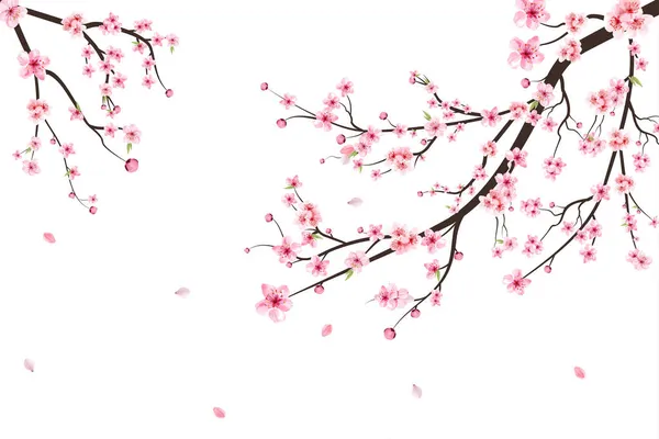 Sakura Auf Weißem Hintergrund Aquarell Kirschblüte Kirschblüten Blüten Vektor Rosa — Stockvektor