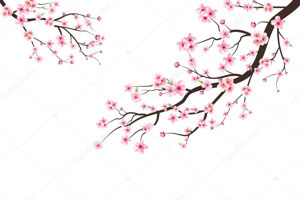 Cherry blossom branch with sakura flower. Watercolor cherry blossom vector. Pink sakura flower background. Sakura on white background. Watercolor cherry bud. Cherry blossom flower blooming vector.