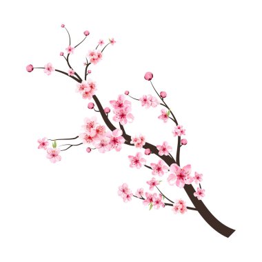 Beyaz arka planda Sakura. Suluboya kiraz çiçeği vektörü. Pembe sakura çiçeği arkaplanı. Çiçek açan kiraz çiçeği taşıyıcısı. Sakura çiçekli kiraz çiçeği dalı. Suluboya kiraz tomurcuğu.