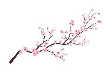 Suluboya kiraz çiçeği vektörü. Pembe sakura çiçeği arkaplanı. Beyaz arka planda Sakura. Çiçek açan kiraz çiçeği taşıyıcısı. Sakura çiçekli kiraz çiçeği dalı. Suluboya kiraz tomurcuğu. 