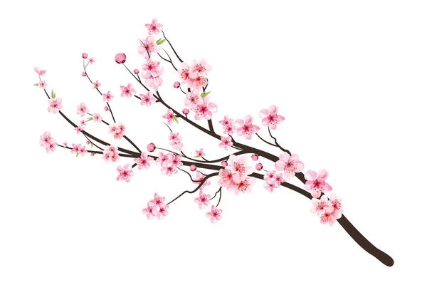 Pembe sakura çiçeği arkaplanı. Kirazlı suluboya tomurcuk. Çiçek açan kiraz çiçeği taşıyıcısı. Beyaz arka planda Sakura. Suluboya kiraz çiçeği vektörü. Sakura çiçekli kiraz çiçeği dalı.