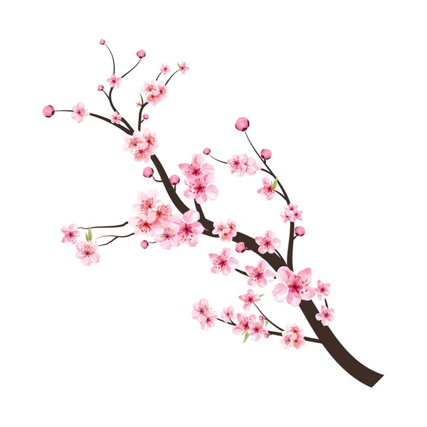Σακούρα Λευκό Φόντο Υδατογραφία Κερασιάς Διάνυσμα Ροζ Φόντο Λουλούδι Sakura — Διανυσματικό Αρχείο