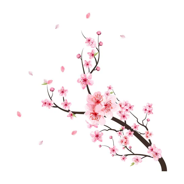 Suluboya kiraz çiçeği vektörü. Pembe sakura çiçeği arkaplanı. Çiçek açan kiraz çiçeği taşıyıcısı. Sakura 'lı kiraz çiçeği dalı. Kirazlı suluboya tomurcuk düşüyor. Beyaz arkaplanda Sakura.