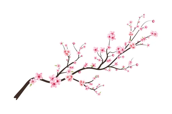 Suluboya kiraz çiçeği vektörü. Pembe sakura çiçeği arkaplanı. Beyaz arka planda Sakura. Çiçek açan kiraz çiçeği taşıyıcısı. Sakura çiçekli kiraz çiçeği dalı. Suluboya kiraz tomurcuğu. 