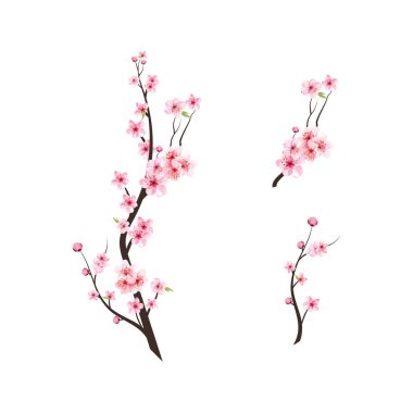Kirazlı suluboya tomurcuk. Sakura çiçekli kiraz ağacı dalı. Suluboya kiraz çiçeği. Beyaz arka planda Sakura. Pembe sakura çiçeği arkaplanı. Çiçek açan kiraz çiçeği taşıyıcısı.