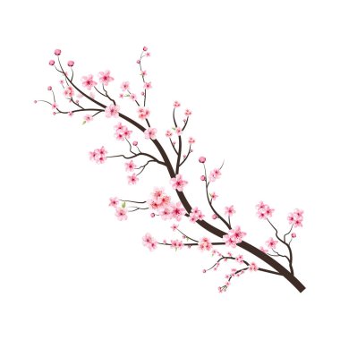 Sakura çiçekli kiraz ağacı dalı. Pembe sakura çiçeği arkaplanı. Beyaz arka planda Sakura. Kirazlı suluboya tomurcuk. Suluboya kiraz çiçeği. Çiçek açan kiraz çiçeği taşıyıcısı.