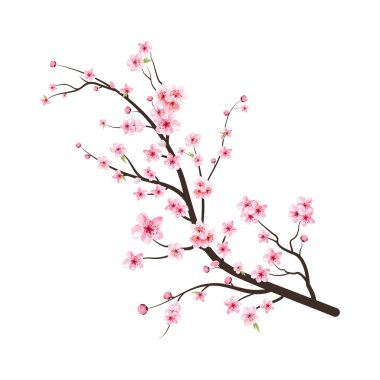 Sakura çiçekli kiraz çiçeği dalı. Suluboya kiraz çiçeği vektörü. Çiçek açan kiraz çiçeği taşıyıcısı. Beyaz arka planda Sakura. Kirazlı suluboya tomurcuk. Pembe sakura çiçeği arkaplanı.