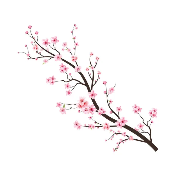 Sakura çiçekli kiraz ağacı dalı. Pembe sakura çiçeği arkaplanı. Beyaz arka planda Sakura. Kirazlı suluboya tomurcuk. Suluboya kiraz çiçeği. Çiçek açan kiraz çiçeği taşıyıcısı.