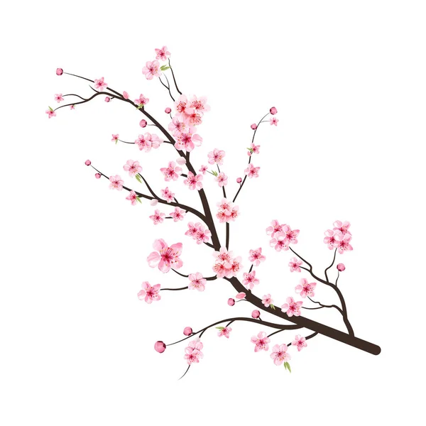 Sakura çiçekli kiraz çiçeği dalı. Suluboya kiraz çiçeği vektörü. Çiçek açan kiraz çiçeği taşıyıcısı. Beyaz arka planda Sakura. Kirazlı suluboya tomurcuk. Pembe sakura çiçeği arkaplanı.