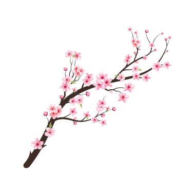 Kirazlı suluboya tomurcuk. Sakura çiçekli kiraz ağacı dalı. Suluboya kiraz çiçeği. Çiçek açan kiraz çiçeği taşıyıcısı. Pembe sakura çiçeği arkaplanı. Beyaz arkaplanda Sakura.