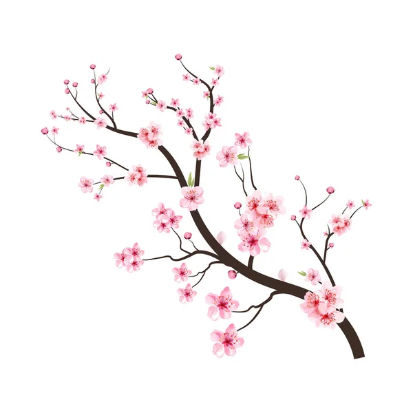 Sakura Sfondo Bianco Fiore Ciliegio Fiorito Vettore Acquerello Ciliegio Germoglio — Vettoriale Stock
