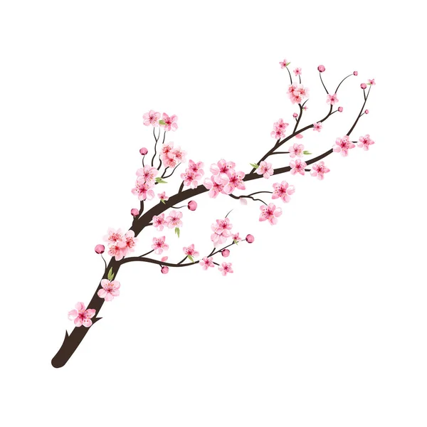 Brote Cereza Acuarela Rama Árbol Flor Cerezo Con Flor Sakura — Vector de stock