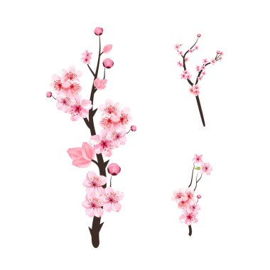 Kiraz çiçeği ve suluboya Sakura çiçeği dalı. Pembe çiçekli kiraz ağacı dalı. Gerçekçi suluboya Sakura çiçek vektörü. Beyaz arkaplanda Pembe Sakura dal vektörü.