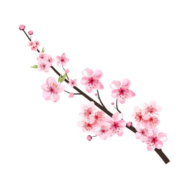 Çiçek açan pembe Sakura çiçekli kiraz ağacı dalı. Gerçekçi suluboya kiraz çiçeği vektörü. Kiraz çiçekli sakura çiçeği. Beyaz arka planda Sakura dal vektörü. Çiçek açan pembe Sakura çiçekli kiraz çiçeği dalı. Gerçekçi
