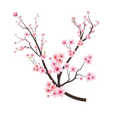 Pembe çiçekli kiraz çiçeği dalı. Beyaz arka planda Sakura dal vektörü. Pembe suluboya Sakura çiçeğiyle kiraz çiçeği. Gerçekçi suluboya Sakura çiçek vektörü.