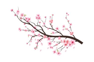 Pembe çiçekli kiraz ağacı dalı. Sakura ile kiraz çiçeği dalı. Suluboya çiçek vektörü. Suluboya kiraz çiçeği. Beyaz arka planda Sakura. Beyaz arkaplanda çiçek.