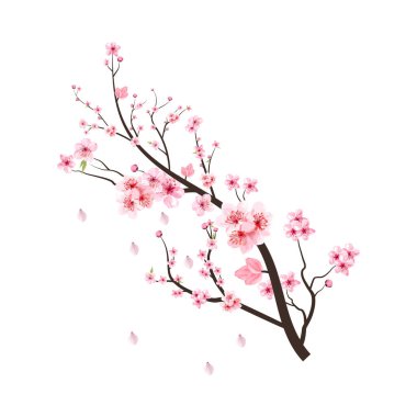 Çiçek açan pembe Sakura çiçekli kiraz ağacı dalı. Beyaz arka planda kiraz dalı vektörü. Gerçekçi suluboya kiraz çiçeği vektörü. Pembe çiçekli Sakura çiçeği dalı. Suluboya çiçeği.
