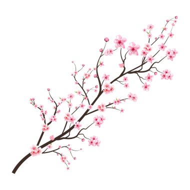 Kiraz çiçeği ve suluboya Sakura çiçeği. Pembe Sakura çiçekli kiraz çiçeği dalı. Gerçekçi suluboya kiraz çiçeği. Beyaz arka planda Sakura dal vektörü. Çiçek açmış..