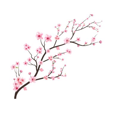 Pembe Sakura çiçekli kiraz çiçeği dalı. Suluboya kiraz çiçeği. Suluboya çiçek vektörü. Beyaz arka planda Sakura dal vektörü. Sakura ile kiraz çiçeği dalı.