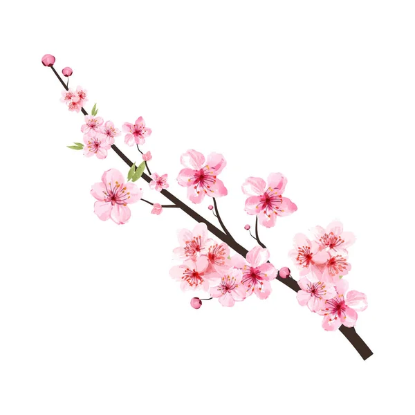 Körsbärsblomma Gren Med Blommande Rosa Sakura Blomma Realistiska Akvarell Körsbär — Stock vektor