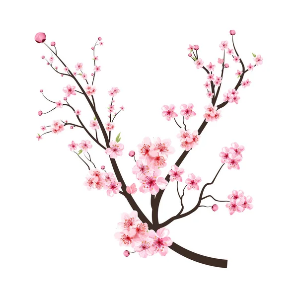 Cherry Blossom Branch Pink Blooming Flowers Sakura Branch Vector White — Stock Vector