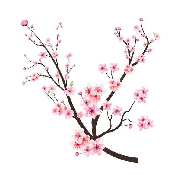 Pembe çiçekli kiraz çiçeği dalı. Beyaz arka planda Sakura dal vektörü. Pembe suluboya Sakura çiçeğiyle kiraz çiçeği. Gerçekçi suluboya Sakura çiçek vektörü.