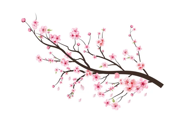 Kirschblütenzweig Mit Ausladender Rosa Blume Kirschblütenzweig Mit Sakura Aquarellblumen Vektor — Stockvektor