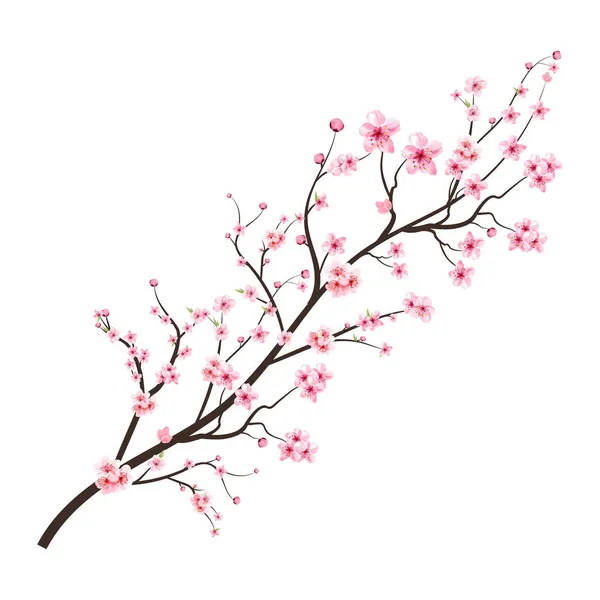 Kirschblüte Mit Aquarell Sakura Blume Kirschblütenzweig Mit Rosa Blühender Sakura — Stockvektor