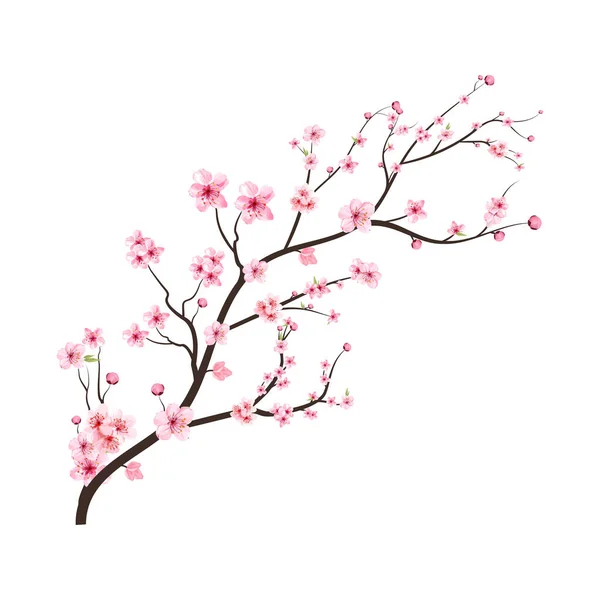 Körsbärsblomma Gren Med Sprider Rosa Sakura Blomma Akvarell Körsbärsblomma Akvarell — Stock vektor