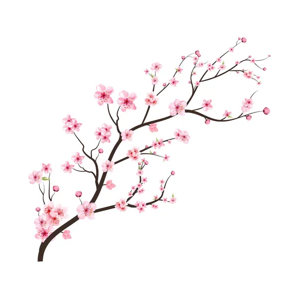 Pembe Sakura çiçekli kiraz çiçeği dalı. Suluboya kiraz çiçeği. Suluboya çiçek vektörü. Beyaz arka planda Sakura dal vektörü. Sakura ile kiraz çiçeği dalı.