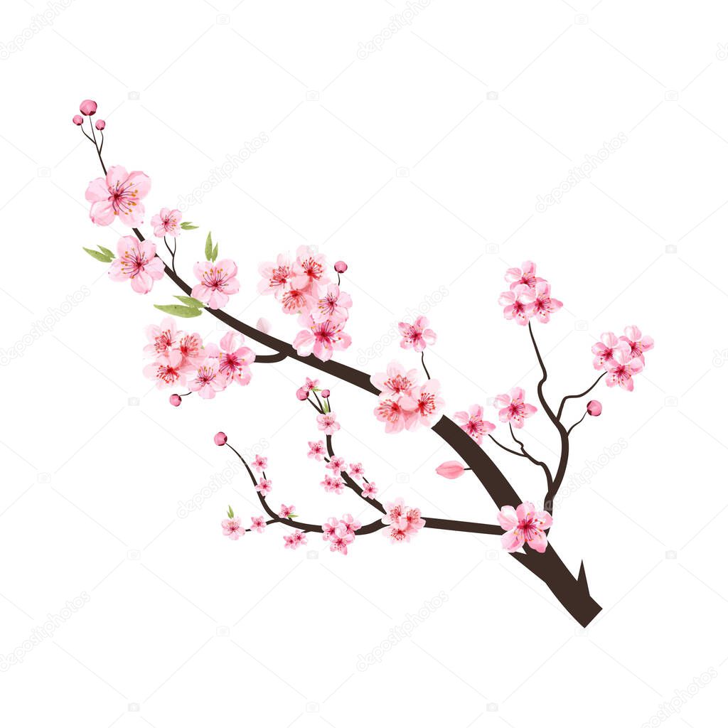 Cherry blossom branch with pink Sakura. Cherry blossom branch with pink flower spreading. Watercolor flower vector. Blossom on white background. Watercolor cherry flower. Sakura on white background.