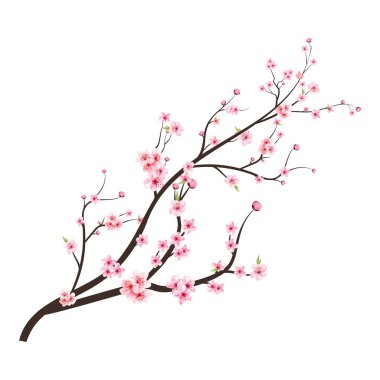 Japon kiraz çiçeği vektörü. Sakura çiçekli kiraz çiçeği dalı. Pembe suluboya Sakura çiçeğiyle kiraz çiçeği. Suluboya kiraz çiçeği vektörü. Sakura dal vektörü.