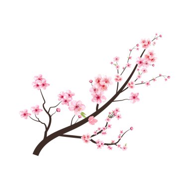 Pembe Sakura çiçek vektörlü kiraz çiçeği dalı. Kiraz çiçeği ve suluboya Sakura çiçeği. Suluboya kiraz çiçeği. Japon kiraz çiçeği vektörü. Sakura dalı.