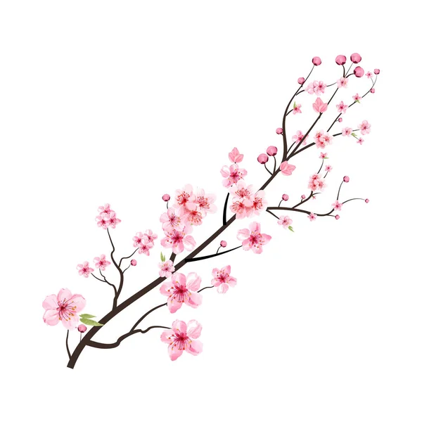 水彩で桜を咲かせます 現実的な水彩の桜のベクトル さくらの店 ピンクの桜の花ベクトルと桜の枝 日本の桜 — ストックベクタ