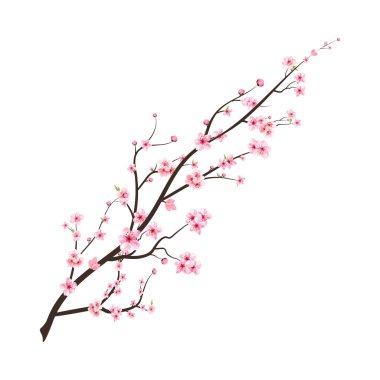 Gerçekçi Kiraz Çiçeği dalı. Japon kiraz çiçeği vektörü. Kiraz çiçeği ve suluboya Sakura çiçeği. Pembe sakura çiçek dalı çizimi. Suluboya kiraz çiçeği vektörü.