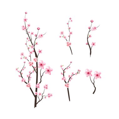 Kiraz çiçeği ve suluboya Sakura çiçeği. Gerçekçi kiraz çiçeği dalları. Sakura çiçek dalı çizimi. Pembe suluboya kiraz çiçeği vektörü. Japon kiraz çiçeği vektörü.