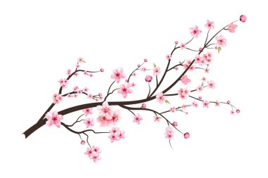 Kiraz çiçeği ve çiçek açan suluboya Sakura çiçeği. Gerçekçi Sakura çiçek dalı. Japon kiraz çiçeği vektörü. Kiraz çiçeği dalı vektörü. Suluboya kiraz çiçeği çizimi.