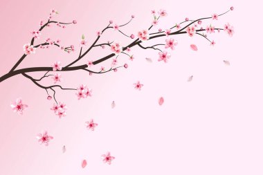 Gerçekçi kiraz çiçeği dalı. Pembe Sakura çiçeği düşüyor. Çiçek açan suluboya çiçekli Sakura. Kiraz çiçeği yaprakları dökülüyor. Japon kiraz çiçeği vektörü. Suluboya kiraz çiçeği vektörü.