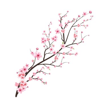 Pembe Sakura çiçek vektörlü kiraz çiçeği dalı. Gerçekçi Kiraz Çiçeği dalı. Japon kiraz çiçeği vektörü. Pembe suluboya kiraz çiçeği çizimi. Sakura çiçek dalı vektörü.