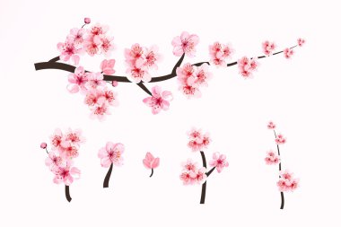 Sakura çiçeğiyle kiraz çiçeği dalları. Kiraz çiçeği ve suluboya Sakura çiçeği. Suluboya kiraz çiçeği. Japon kiraz çiçeği vektörü. Suluboya çiçekli Sakura dalı.